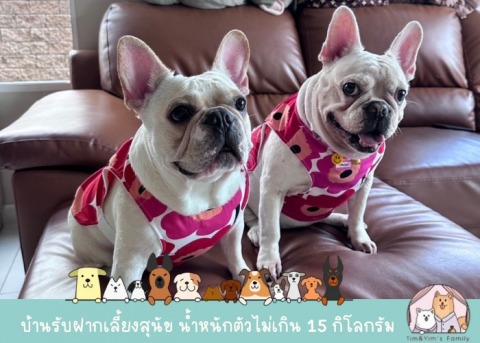 ฝากเลี้ยงสุนัขน้ำหนักไม่เกิน 15 กิโลกรัม